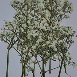 handi-kafu misti Daisy Larkspur Myosotis Foglia Reale fiori essiccati