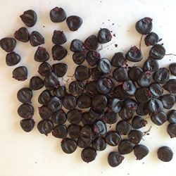20 semi di mais nero Piante semi di ortaggi frutta Seeds 2