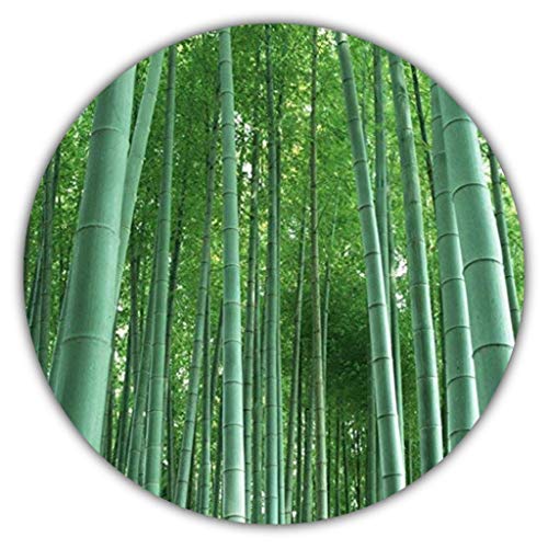 Bambù gigante (Moso Bambus) / 50 semi / resistente al freddo / cresce di 10 metri a una velocità da record / ideale come protezione dalla vista e dal vento 2