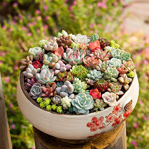 Cioler Seme di fiore- 100 pz/borsa Misto Colore Cactus-cipolla Semi di Piante grasse Cactus Fiore Cactus e piante grasse pianta ornamentale
